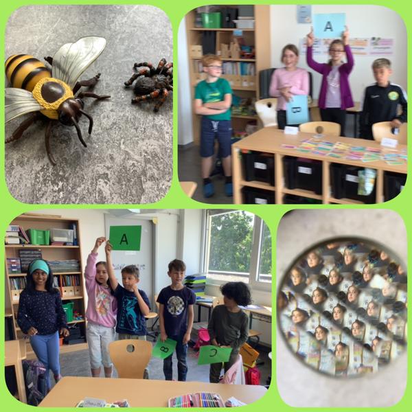 Insektenprojekt Insektenprojekt