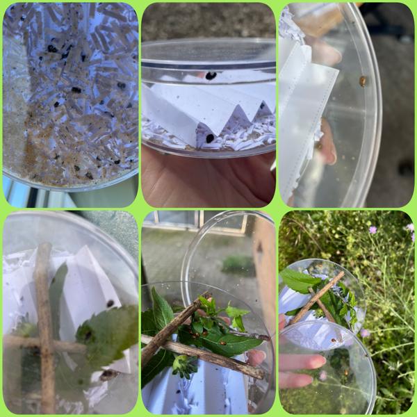 Marienkäfer Marienkäfer