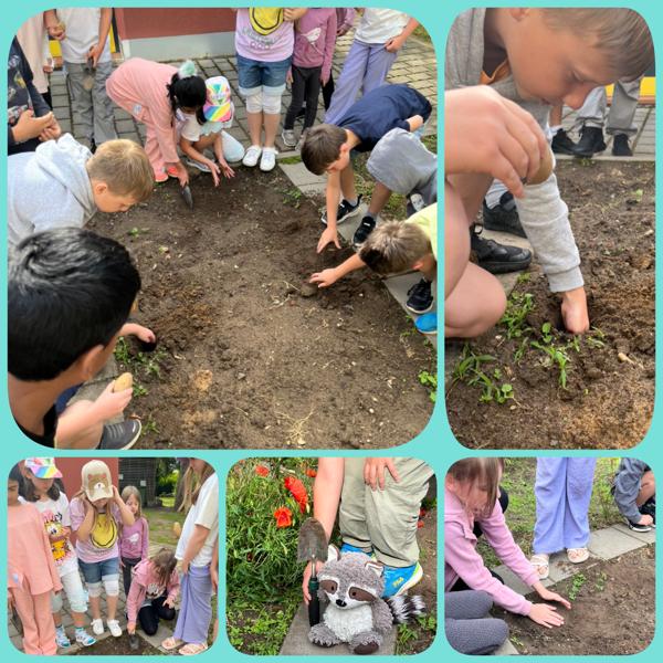 Kartoffeln pflanzen Kartoffeln pflanzen