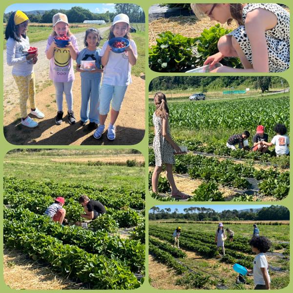 Erdbeertag Erdbeertag